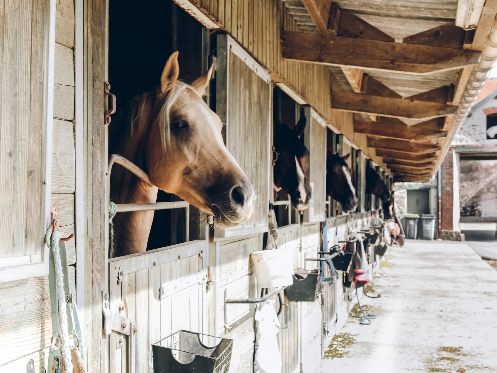 Ecurie centre equestre